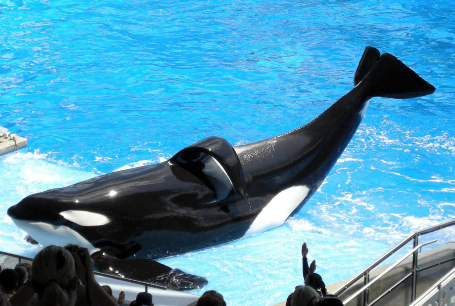 12,500 pound orca whale Tilikum bows in front of an audience while preforming at SeaWorld. His collapsed dorsal fin on his back shows signs of stress from living in captivity. Tilikum was the reason for many accidents and deaths at SeaWorld. 