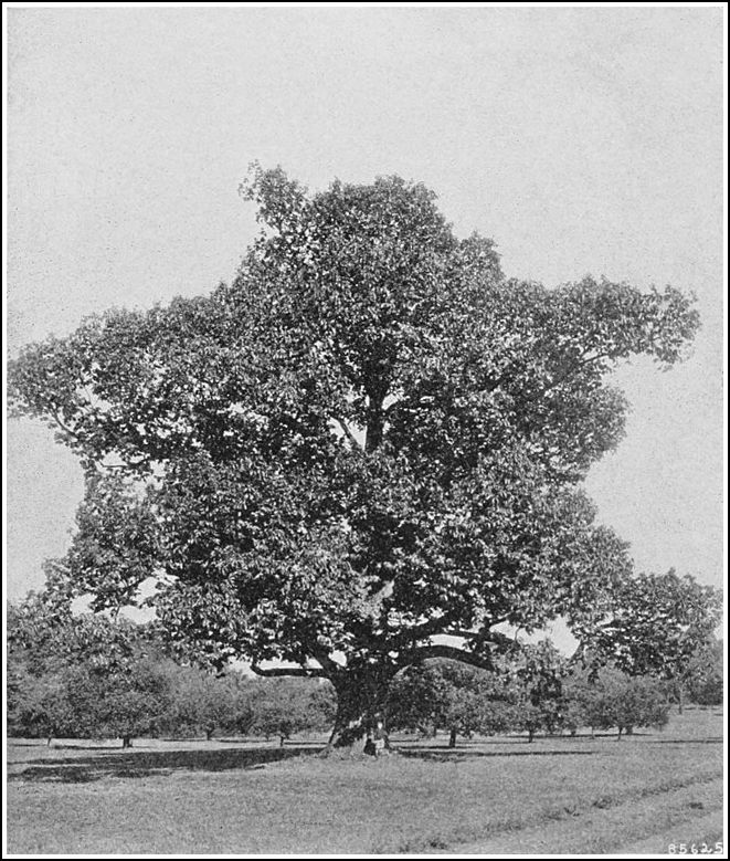 Natures Greatest Tragedy - The Extinction of the American Chestnut Tree