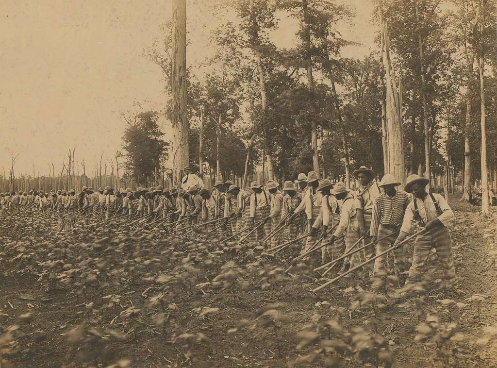 Male prisoners hoe a field at Parchman Penal Farm, 1911.
Mississippi Department of Archives and History - Mississippi State Penitentiary (Parchman) Photo Collections. PDM 1.0.