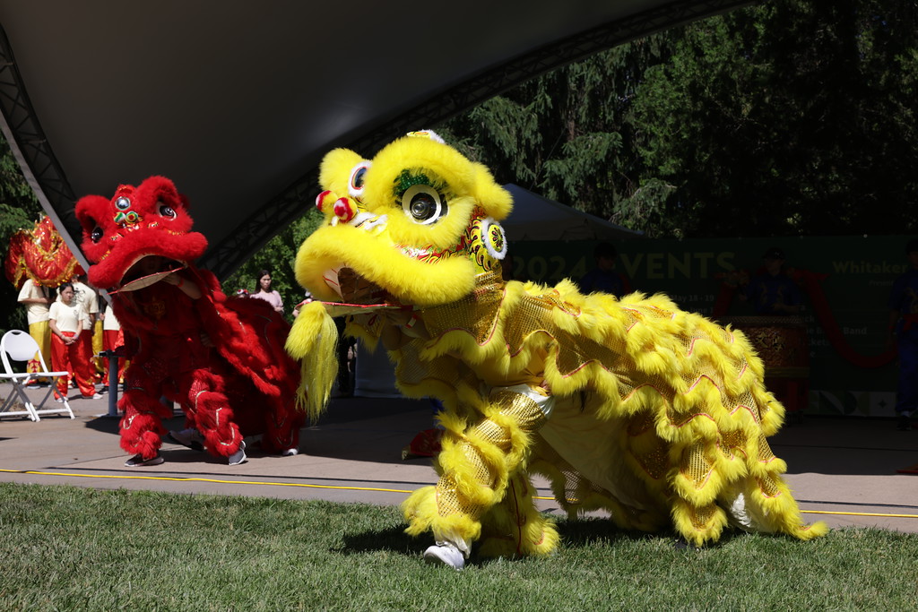 Bian performs at a various events as the head of the lion. Bian enjoys allowing the audience to pet the lion and dancing with her teammates. “After being part of lion dancing for four years, the team has become like family to me,” Bian said. “The support we share during practices [and] before performances has created a very strong bond for us.” Photos courtesy of STLCLS. 